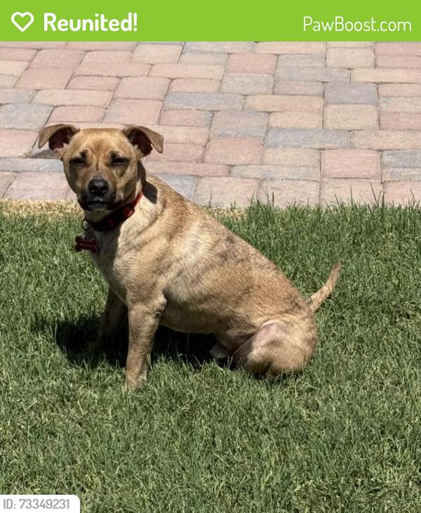 Reunited Male Dog last seen Tatum and Thunderbird, Phoenix, AZ 85254