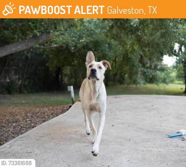 Found/Stray Male Dog last seen Broadway between 50th and 51st Galveston, Galveston, TX 77551