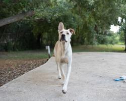 Found/Stray Male Dog last seen Broadway between 50th and 51st Galveston, Galveston, TX 77551