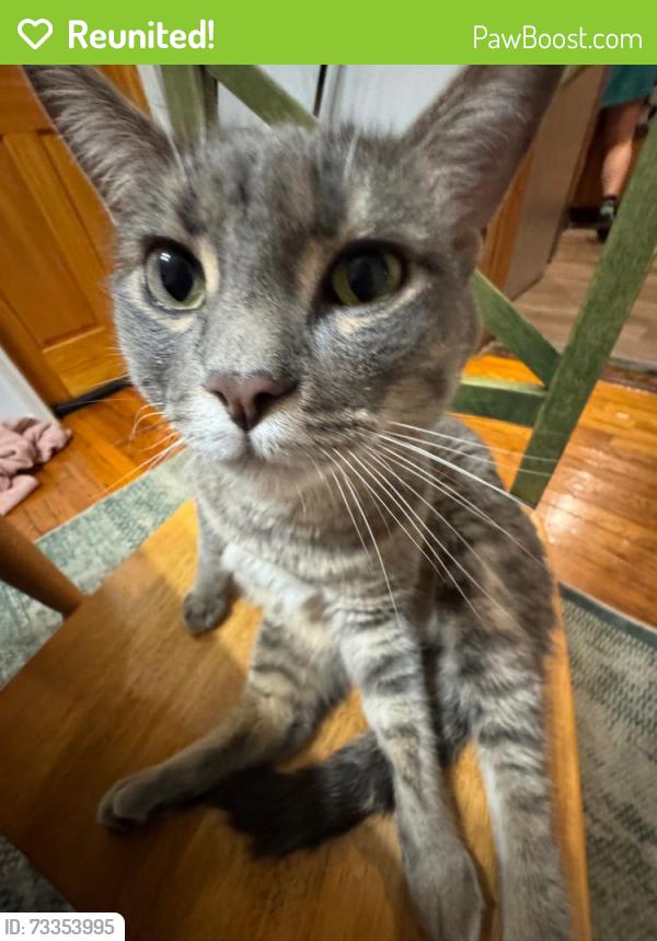 Reunited Male Cat last seen W arthur ave and N wayne AVE, Chicago, IL 60626