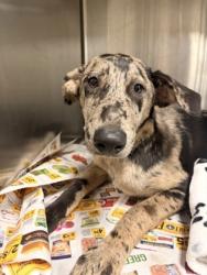 Shelter Stray Female Dog last seen Michelin Blvd/ Dobbins Bridge 29626, Anderson County, SC, 1320 US-29, Anderson, SC 29626, USA