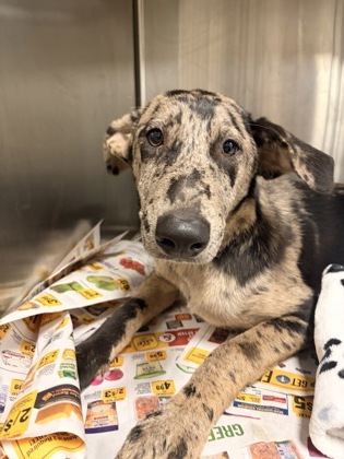 Shelter Stray Female Dog last seen Michelin Blvd/ Dobbins Bridge 29626, Anderson County, SC, 1320 US-29, Anderson, SC 29626, USA