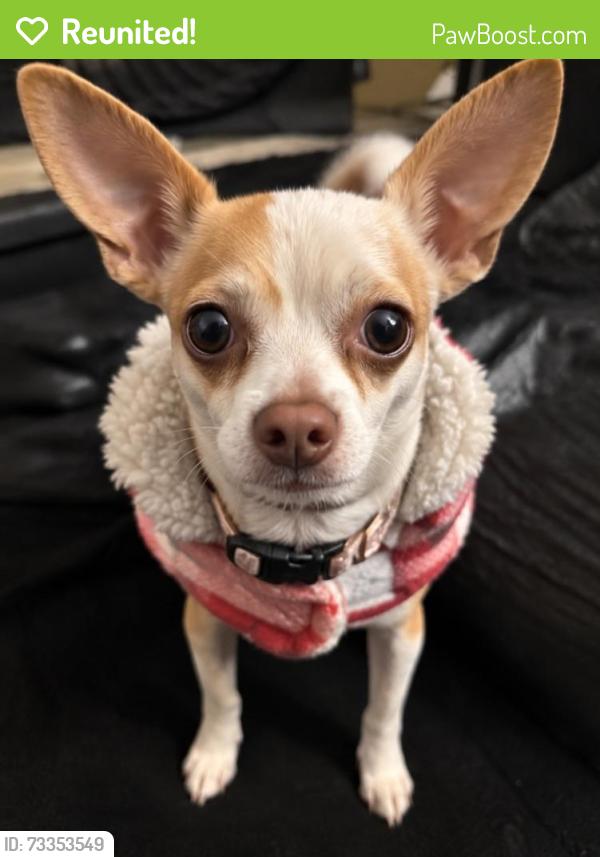 Reunited Female Dog last seen Lamont and beryl, San Diego, CA 92109