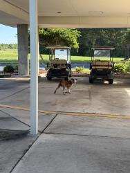 Found/Stray Unknown Dog last seen Calvary Catholic Cemetery, Clearwater, FL 33760