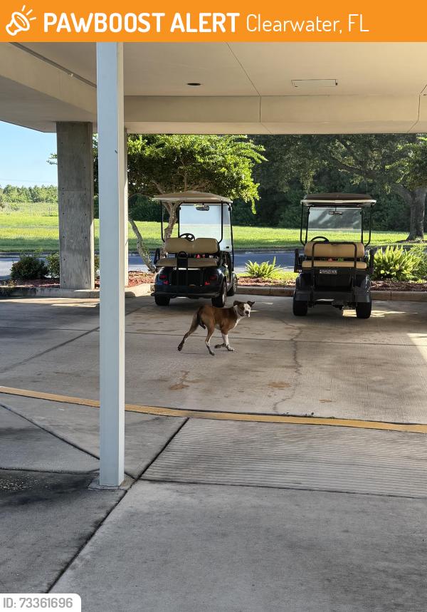 Found/Stray Unknown Dog last seen Calvary Catholic Cemetery, Clearwater, FL 33760