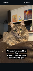 Lost Female Cat last seen Brookhurst St & Bolsa Ave, Westminster, CA 92683