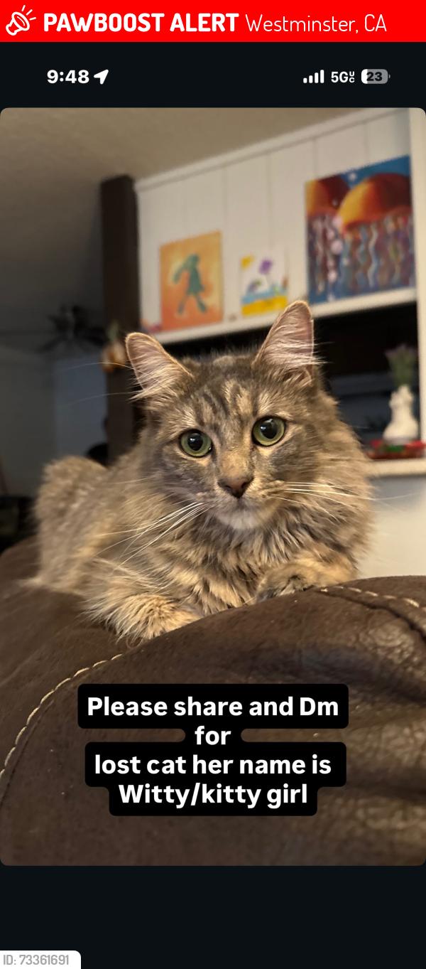 Lost Female Cat last seen Brookhurst St & Bolsa Ave, Westminster, CA 92683