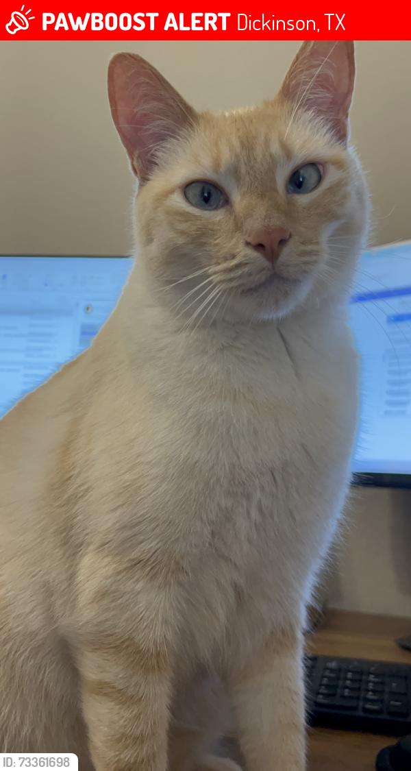 Lost Male Cat last seen Rolling creek and Terrance cliff Ln, Dickinson, TX 77539