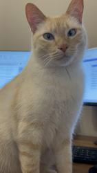 Lost Male Cat last seen Rolling creek and Terrance cliff Ln, Dickinson, TX 77539