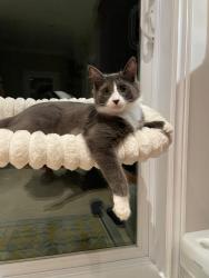 Lost Male Cat last seen Rue st charles, Montréal, QC H4R 1H5