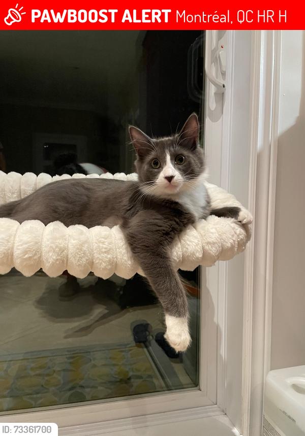 Lost Male Cat last seen Rue st charles, Montréal, QC H4R 1H5