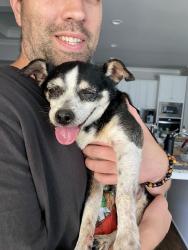 Reunited Female Dog last seen Cabernet Way. The Springs of Chateau subdivision, Hoschton, GA 30548
