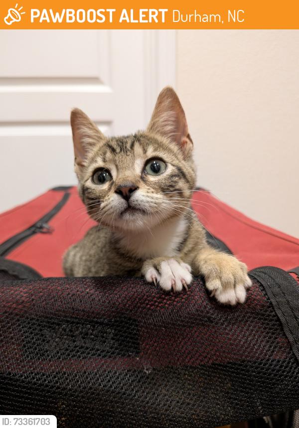 Found/Stray Unknown Cat last seen Alden place apts, Durham, NC 27707