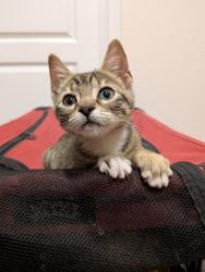 Found/Stray Unknown Cat last seen Alden place apts, Durham, NC 27707