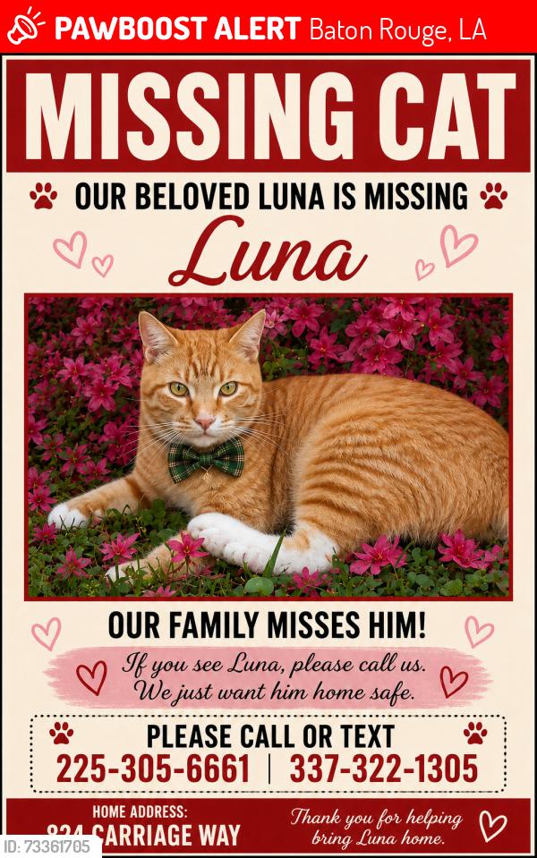 Lost Male Cat last seen LSU, Baton Rouge, LA 70808