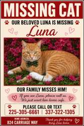 Lost Male Cat last seen LSU, Baton Rouge, LA 70808
