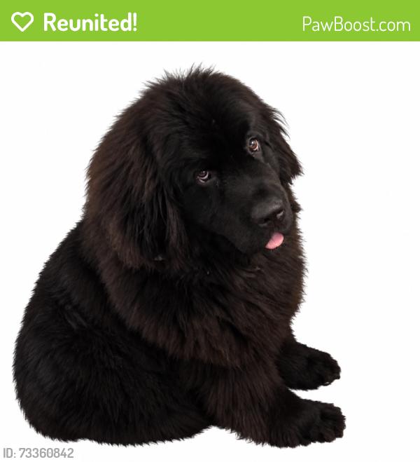 Reunited Female Dog last seen Derby Dr, Deltona, FL, Deltona, FL 32738