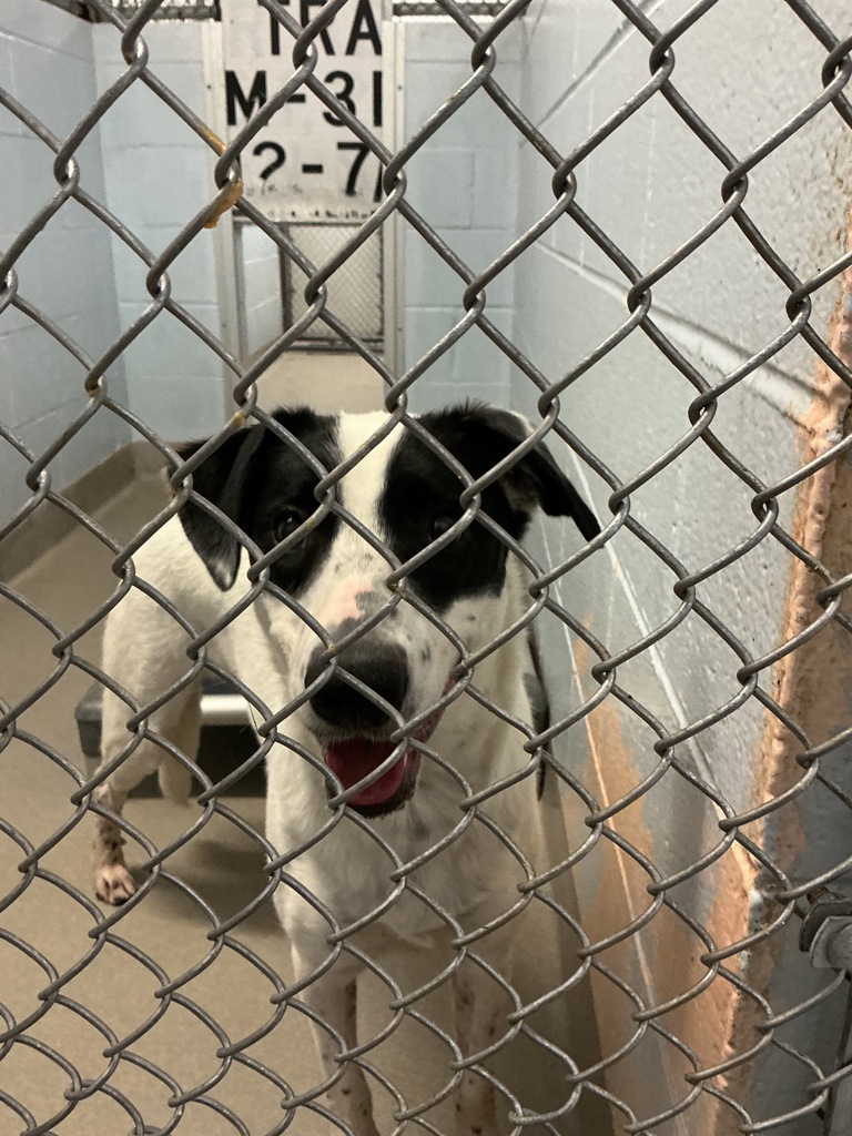 Shelter Stray Male Dog last seen MD, 411 Maxwell Frye Rd, Millersville, MD 21108, USA