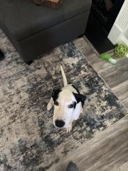 Found/Stray Male Dog last seen Near Pittman Grove Church Road, Raeford, NC 28376