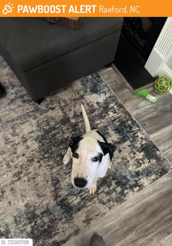 Found/Stray Male Dog last seen Near Pittman Grove Church Road, Raeford, NC 28376