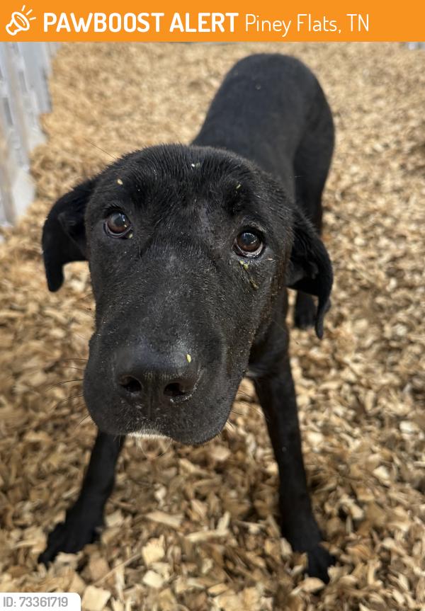 Found/Stray Female Dog last seen Deerlick Road, Piney Flats, TN 37686