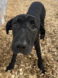 Found/Stray Female Dog last seen Deerlick Road, Piney Flats, TN 37686
