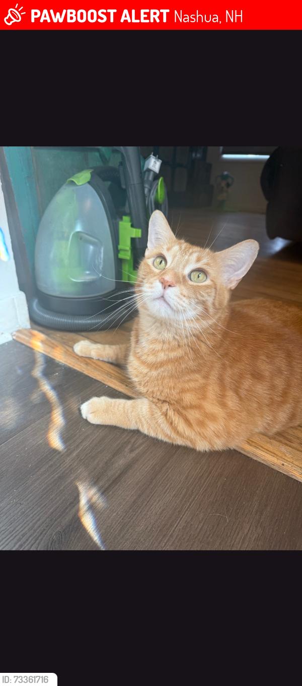 Lost Male Cat last seen Lock St Cross St, Nashua, NH 03064