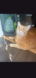 Lost Male Cat last seen Lock St Cross St, Nashua, NH 03064