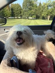 Found/Stray Male Dog last seen Ashford lakes, New Haven, IN 46774