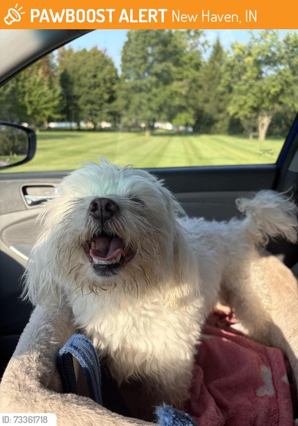 Found/Stray Male Dog last seen Ashford lakes, New Haven, IN 46774