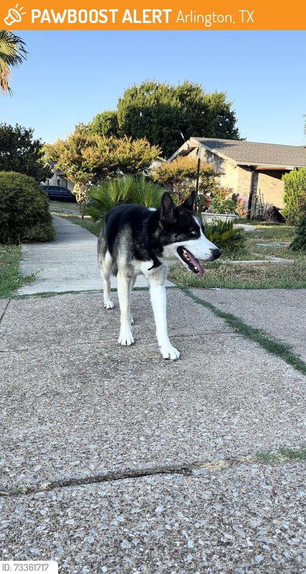 Found/Stray Unknown Dog last seen Center St, Arlington, TX 76010