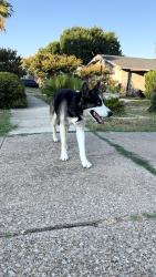 Found/Stray Unknown Dog last seen Center St, Arlington, TX 76010