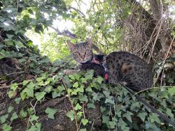 Lost Male Cat last seen Anchors Drop, Blue Anchor, England TA24 6JP