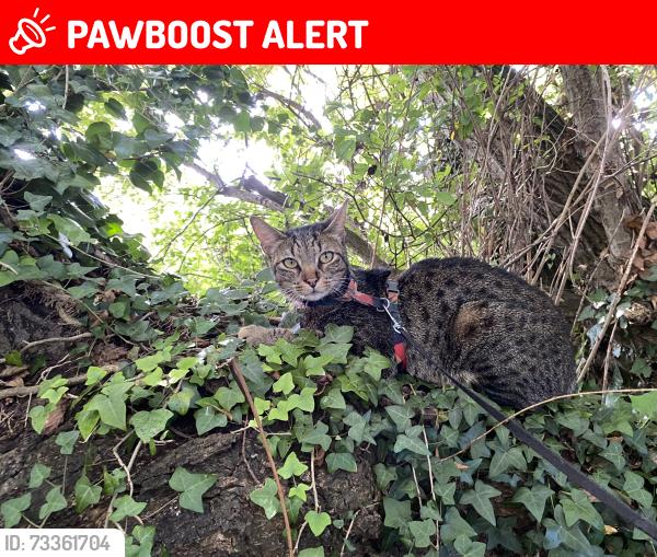 Lost Male Cat last seen Anchors Drop, Blue Anchor, England TA24 6JP