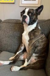 Lost Male Dog last seen Bescher Chapel Rd., Randolph County, NC 27205