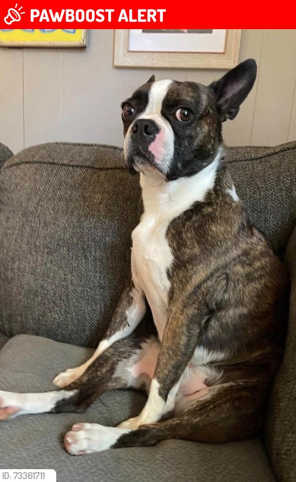 Lost Male Dog last seen Bescher Chapel Rd., Randolph County, NC 27205