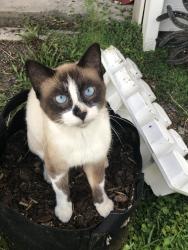 Lost Male Cat last seen Tobacco Ct. And Tarragon Ave. Middleburg, Middleburg, FL 32068