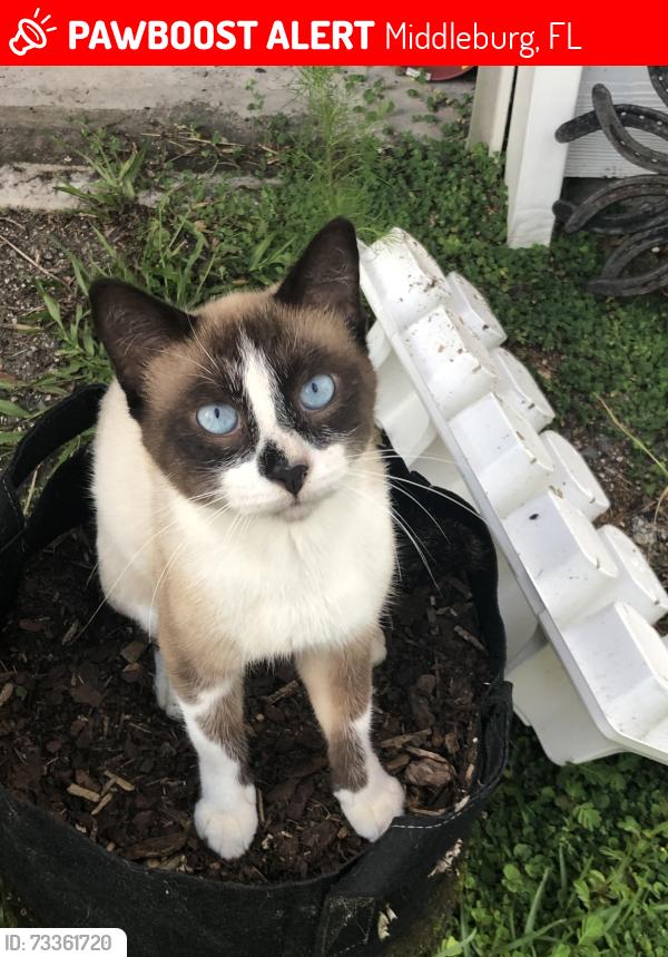 Lost Male Cat last seen Tobacco Ct. And Tarragon Ave. Middleburg, Middleburg, FL 32068