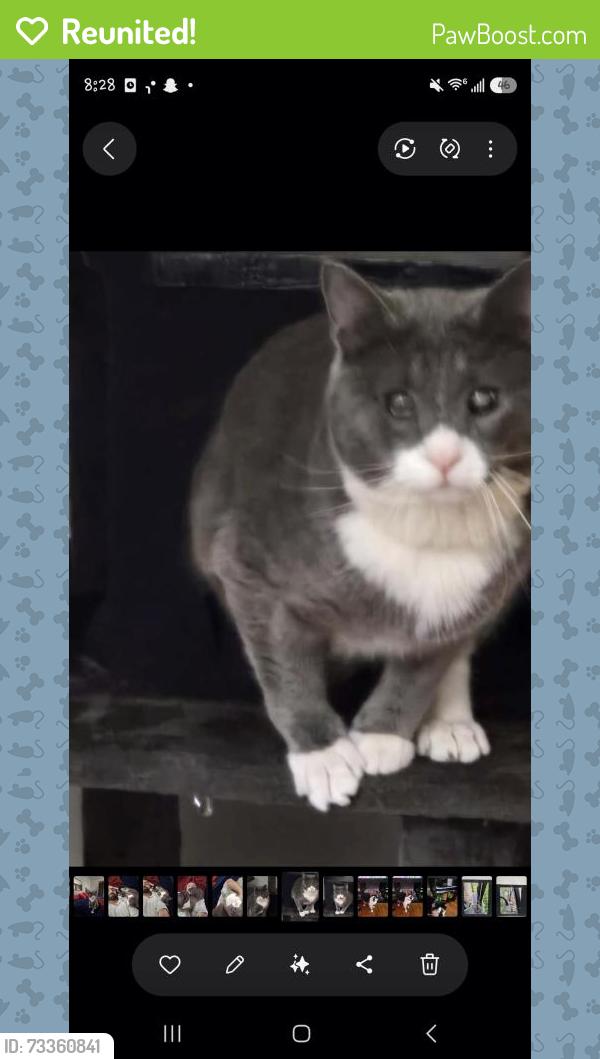 Reunited Male Cat last seen Westfield Ave, Roselle Park, NJ 07204