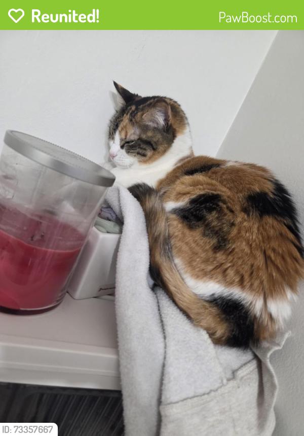 Reunited Female Cat last seen Gwendale crescent, Mississauga, ON L5A 3B4