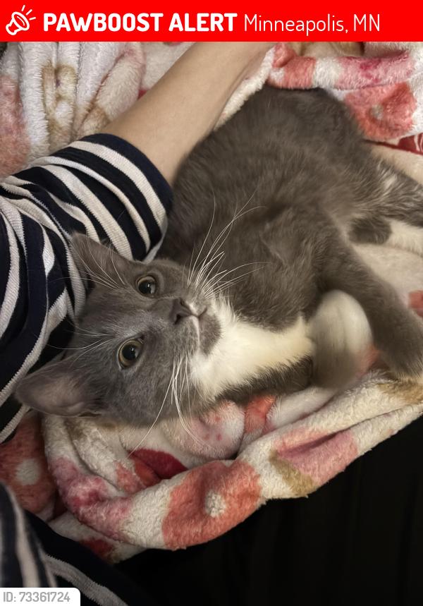 Lost Male Cat last seen Blue Door, Minneapolis, MN 55406