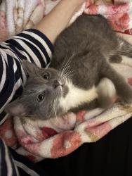 Lost Male Cat last seen Blue Door, Minneapolis, MN 55406