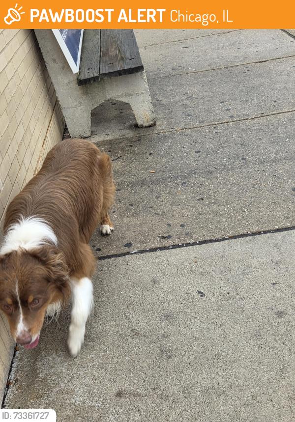 Found/Stray Unknown Dog last seen Going east on Fullerton, Chicago, IL 60639
