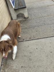 Found/Stray Unknown Dog last seen Going east on Fullerton, Chicago, IL 60639