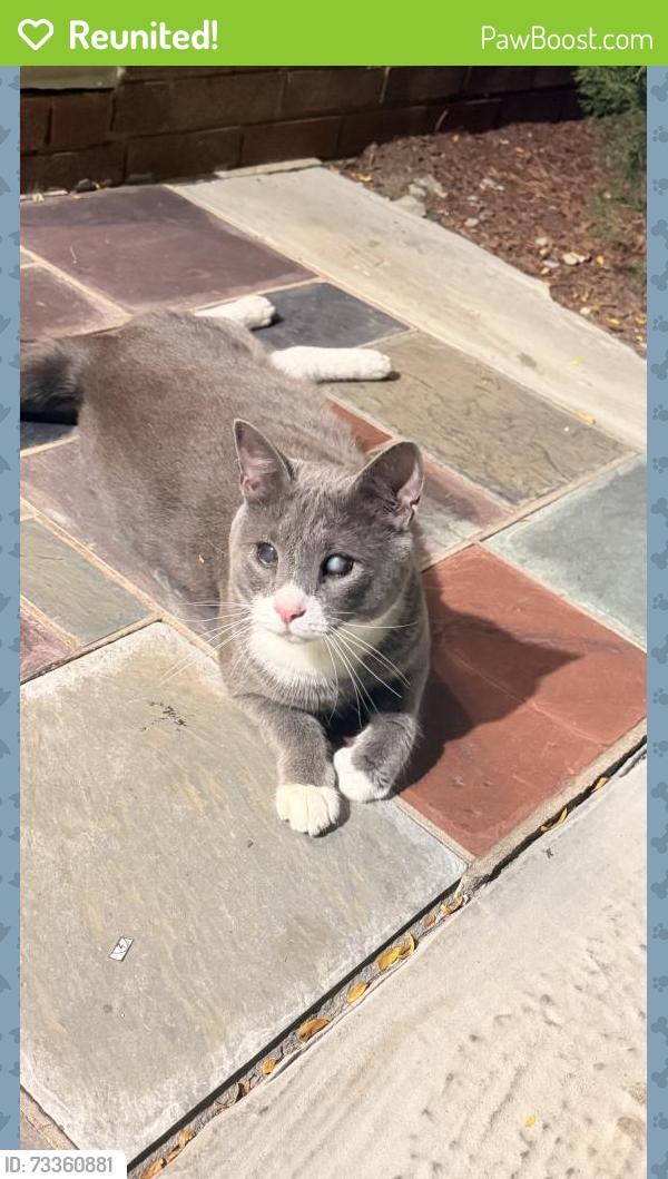 Reunited Unknown Cat last seen Roselle Park, Roselle Park, NJ 07204
