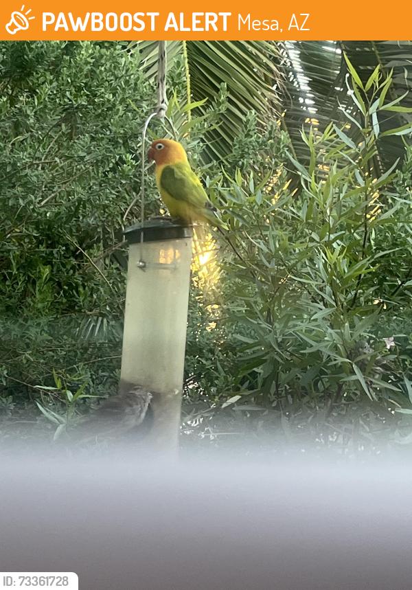 Found/Stray Unknown Bird last seen Dobson and baseline, Mesa, AZ 85202