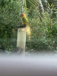 Found/Stray Unknown Bird last seen Dobson and baseline, Mesa, AZ 85202