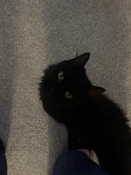 Reunited Male Cat last seen Brittany Lakes, Courtney Pines, and Murrayville, Wilmington, NC 28411