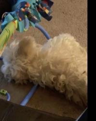 Lost Male Dog last seen Near , Manchester Lincoln Street, Wilson, NC 27893