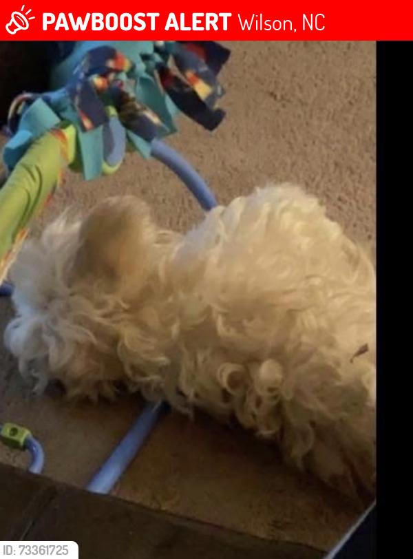 Lost Male Dog last seen Near , Manchester Lincoln Street, Wilson, NC 27893